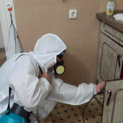 Дезинфекция от муравьев в квартире в Камешково